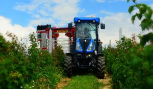 Комбайн KAREN незаменим при уборке малины и садовой черники