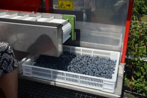 Комбайн для уборки голубики